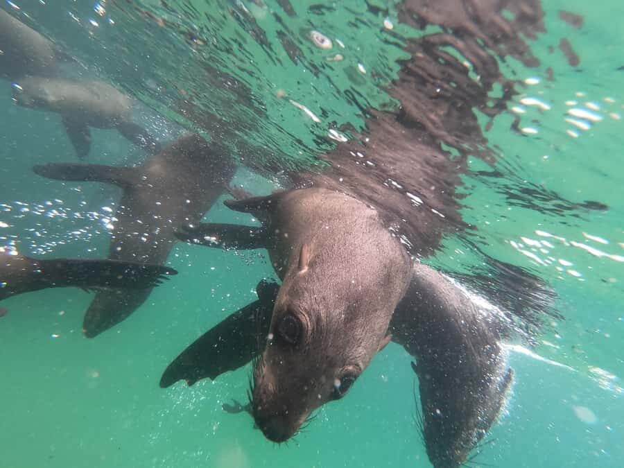 Plettenberg Bay: Seal Swimming Experience - Should You Book the Plettenberg Bay Seal Swim?