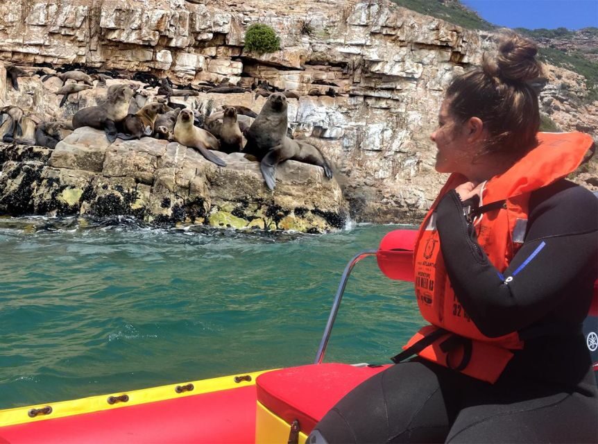 Plettenberg Bay: Seal Viewing Boat Trip - Key highlights to know before you go