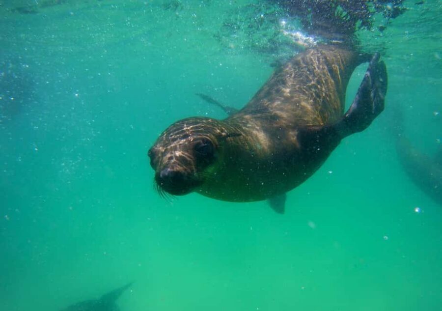 Plettenberg Bay: Seal Viewing Boat Trip - Seals at Robberg: why this boat trip feels different