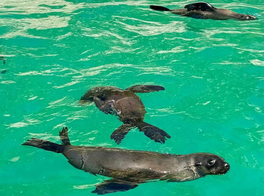 Plettenberg Bay: Seal Viewing Boat Trip - Price and value: is $32 worth it?