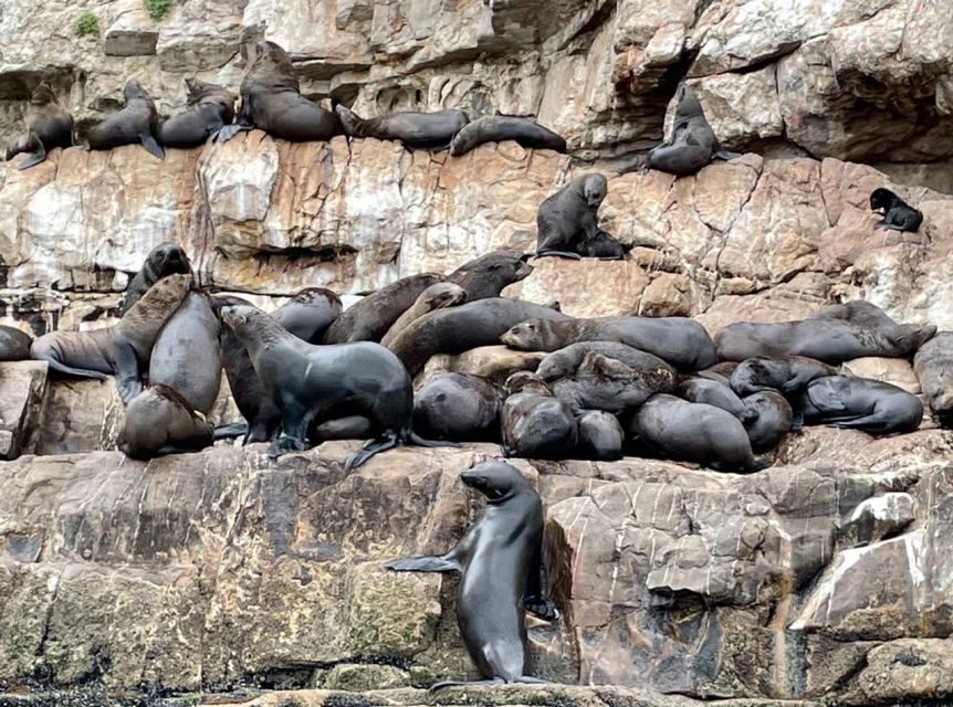 Plettenberg Bay: Seal Viewing Boat Trip - Should you book the ProDive seal viewing trip?