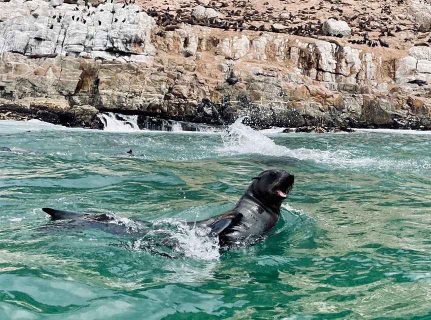 Plettenberg Bay: Seal Viewing Boat Trip - Beacon Island meeting point: getting set up without stress