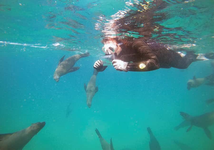 Plettenberg Bay: Swim with the Seals - Key Things That Make This Seal Swim Work