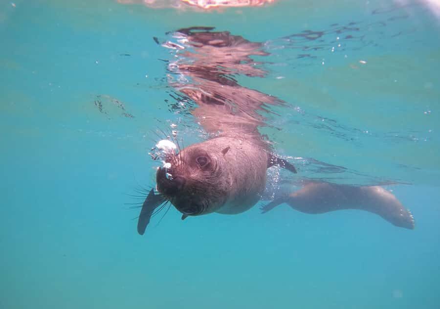 Plettenberg Bay: Swim with the Seals - After the Swim: Showers, Free Photos, and a Clean Finish