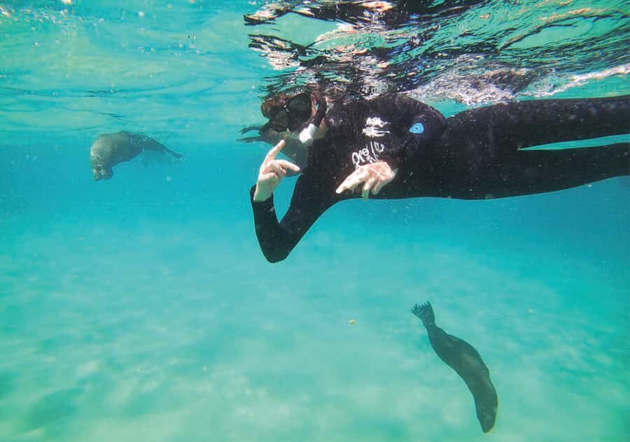 Plettenberg Bay: Swim with the Seals - Who This Tour Fits Best (and Who Might Rethink It)