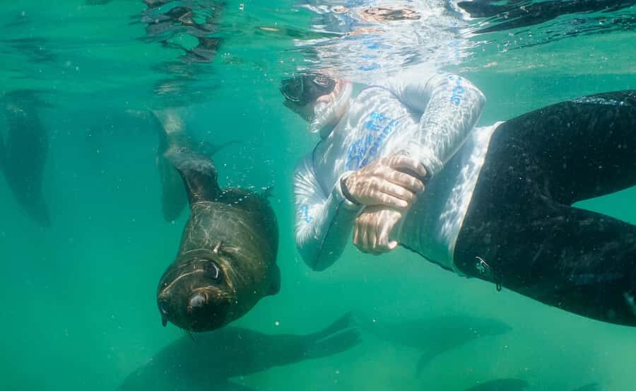 Plettenberg Bay: Swim with the Seals - Gear Up and Get Your Briefing Before the Boat
