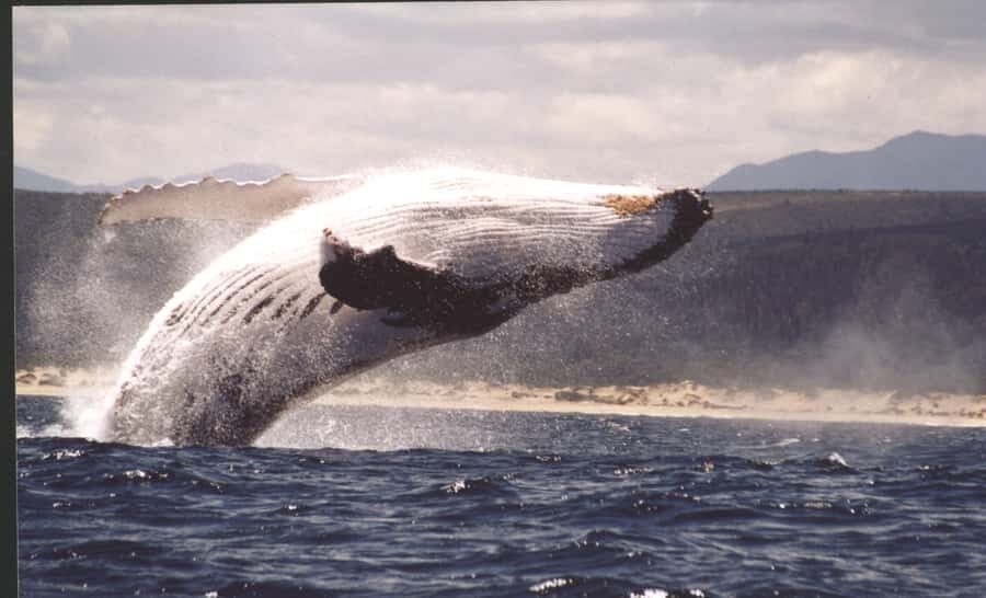 Plettenberg Bay: Whale-Watching Cruise - Key Points to Know Before You Go