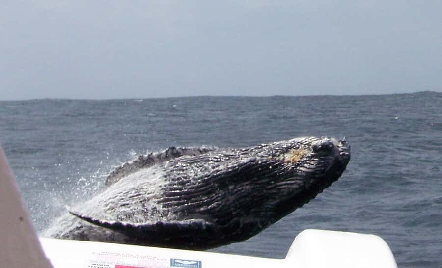 Plettenberg Bay: Whale-Watching Cruise - Checking In at Ocean Blue Adventures: Safety First, Then Off to Sea