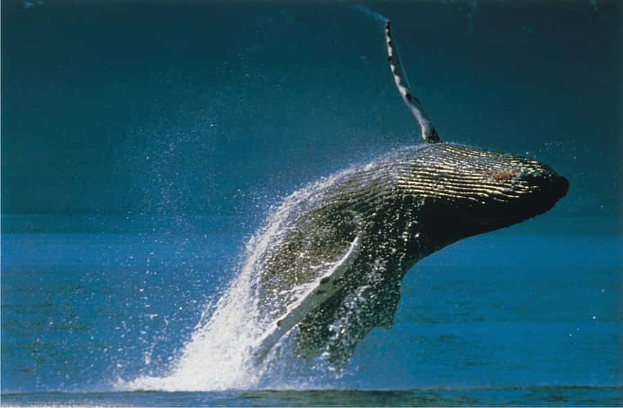 Plettenberg Bay: Whale-Watching Cruise - How the Crew Looks for Whales: A Plan That Adapts