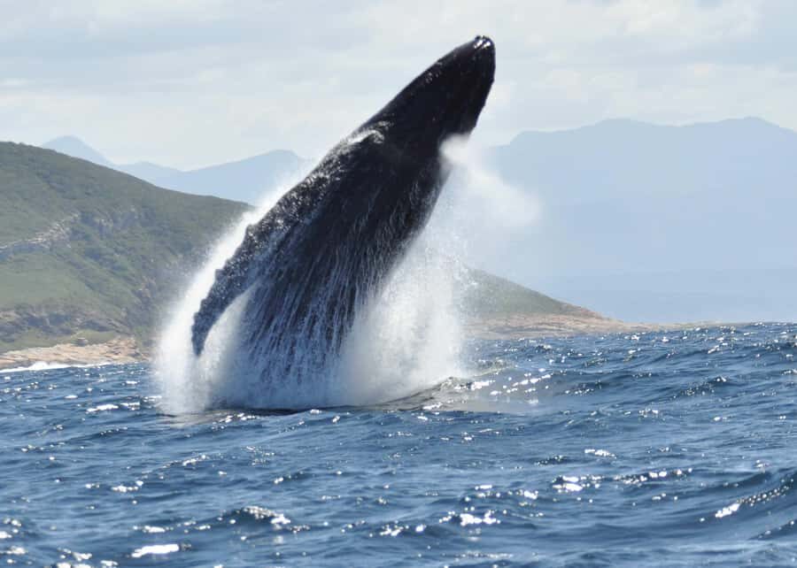 Plettenberg Bay: Whale-Watching Cruise - Beyond Whales: Seals, Dolphins, and a Seasonal Shark Window