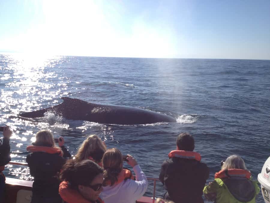 Plettenberg Bay: Whale-Watching Cruise - What the Guide Does (And Why Hearing Matters)