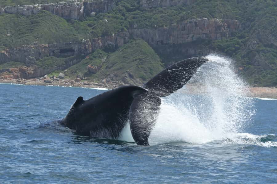 Plettenberg Bay: Whale-Watching Cruise - Timing and Duration: What 90 Minutes Feels Like