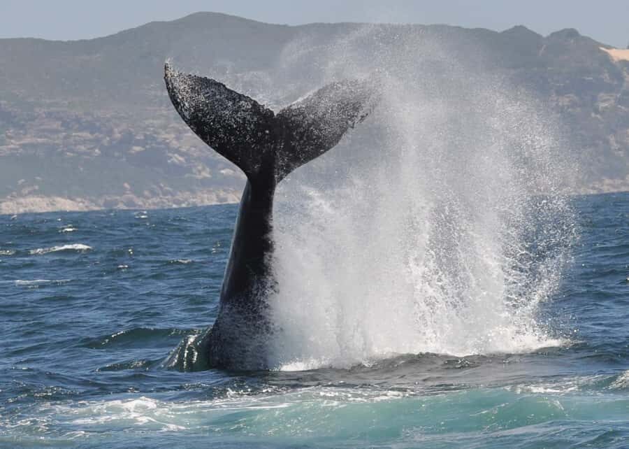 Plettenberg Bay: Whale-Watching Cruise - Price and Value: Is $77 a Good Deal?