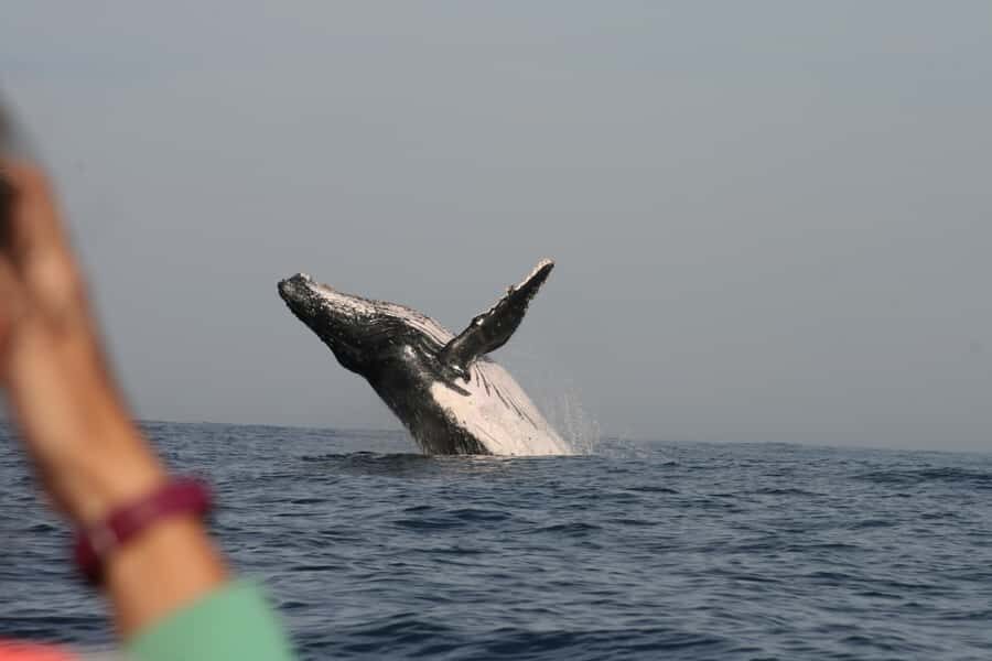 Plettenberg Bay: Whale-Watching Cruise - Rules on Board: Simple Stuff That Helps the Trip Run Smoothly