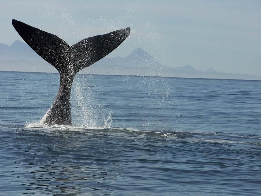 Plettenberg Bay: Whale-Watching Cruise - Surf Launches and Beach Landings: Why This Cruise Feels Different