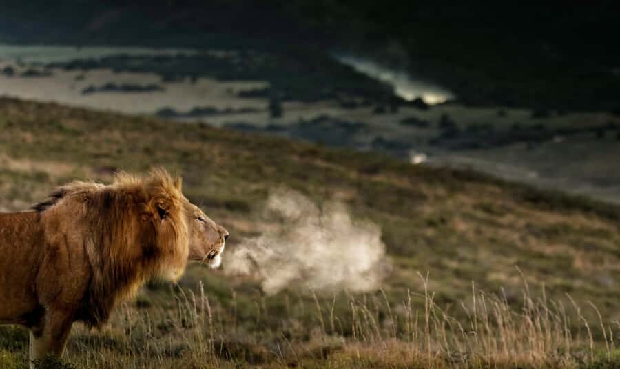 Port Elizabeth: 2-Day Addo Elephant Park Safari - Key Things You’ll Notice on This Addo Safari