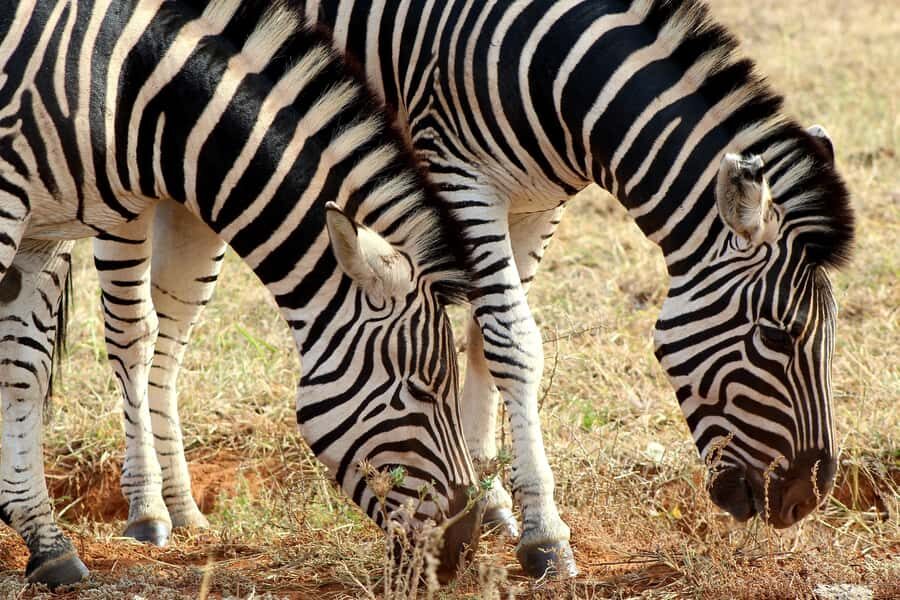 Port Elizabeth: 2-Day Addo Elephant Park Safari - Who This Safari Suits Best