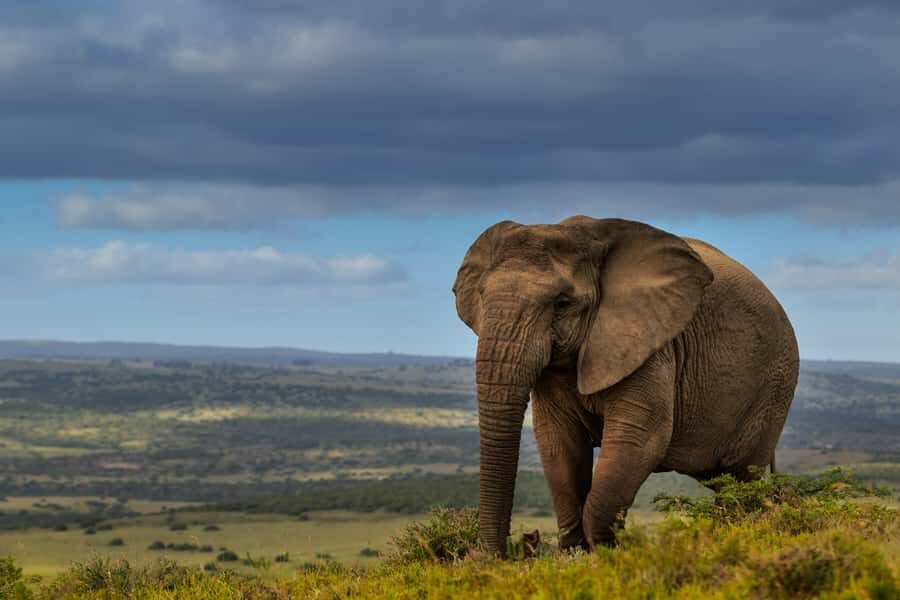 Port Elizabeth: 2-Day Addo Elephant Park Safari - The Second Day’s Big Moment: Giraffe Tracking on Foot