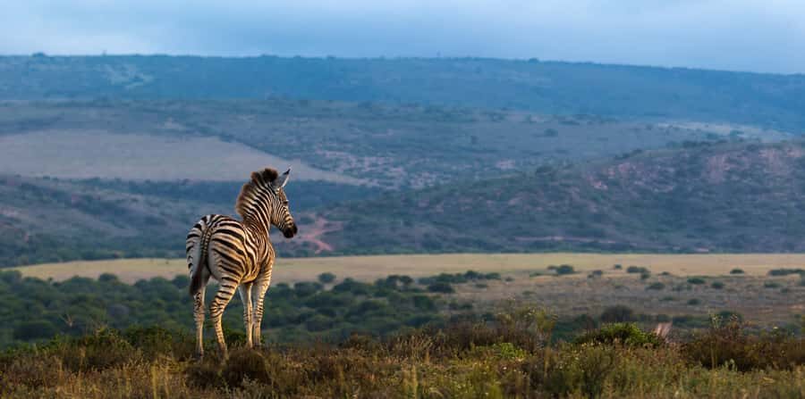 Port Elizabeth: 2-Day Addo Elephant Park Safari - Day 1: Addo Game Drive Meets Sundays River and Dunes