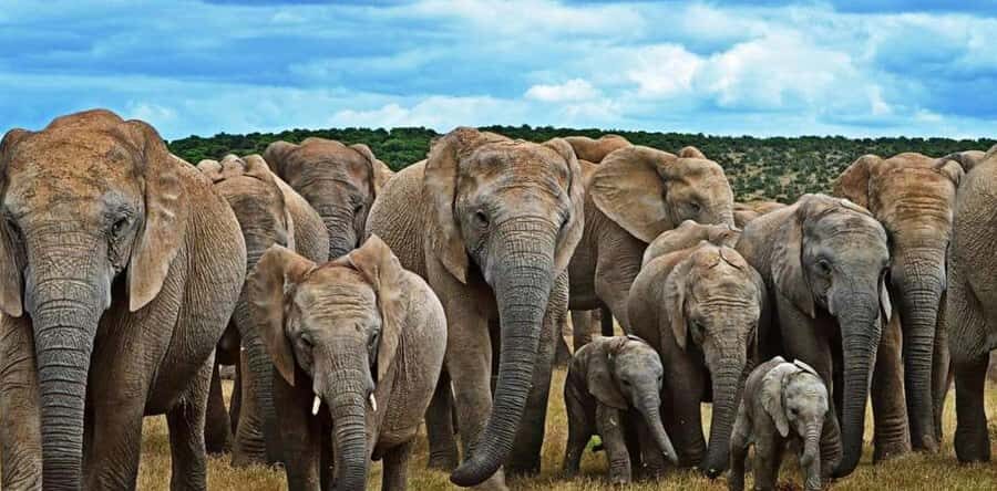 Port Elizabeth: 3-Day Addo Elephant National Park Safari - Should you book the 3-Day Addo Elephant National Park Safari?