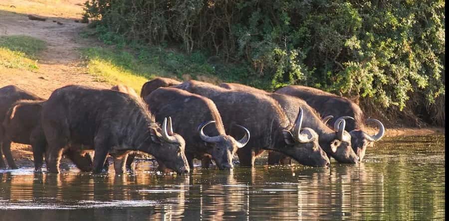 Port Elizabeth: 3-Day Addo Elephant National Park Safari - Open 4x4 game drives: where the spotting gets easier