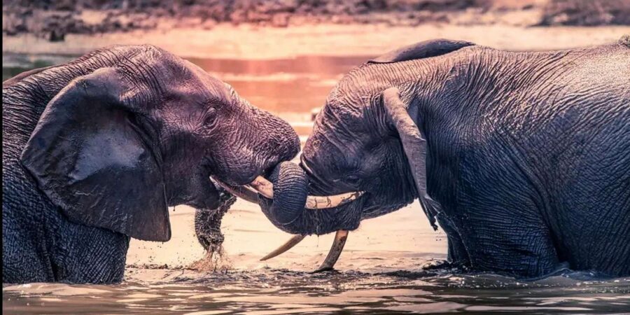 Port Elizabeth: 3-Day Addo Elephant National Park Safari - Final day: elephant walk or giraffe encounter, then Schotia’s Big Five push