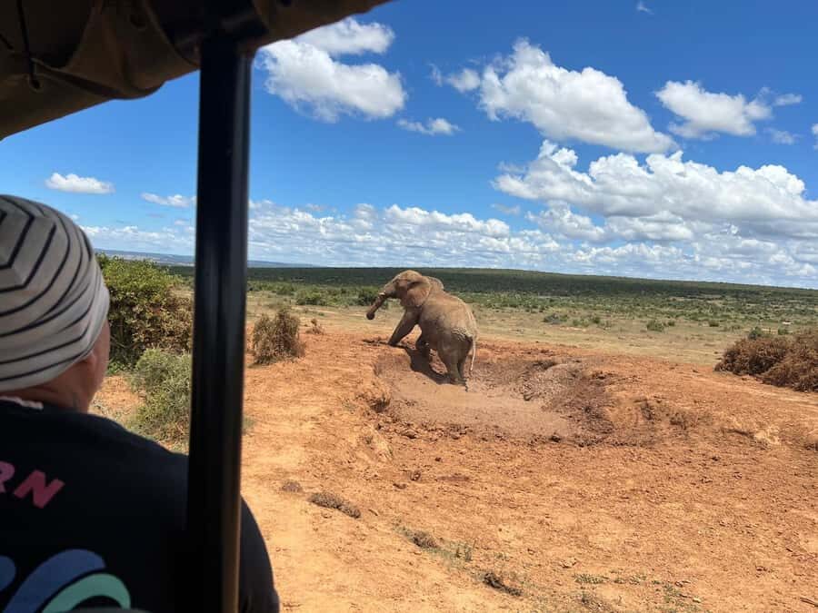 Port Elizabeth: 3-Day Addo Elephant National Park Safari - Port Elizabeth pickup and the trip rhythm