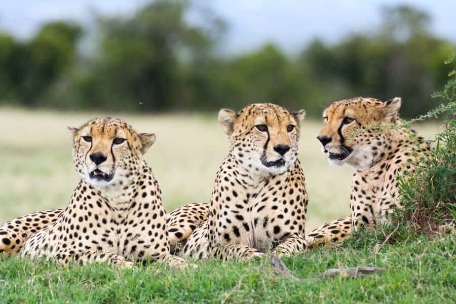 Port Elizabeth: 4x4 Wildlife Safari & City Sightseeing Tour - A 7-hour best-of Port Elizabeth plan that actually feels balanced