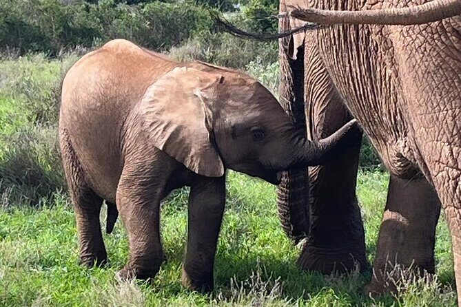 Port Elizabeth Addo Elephant National Park All Inclusive Safari - Key highlights that make this Addo day work