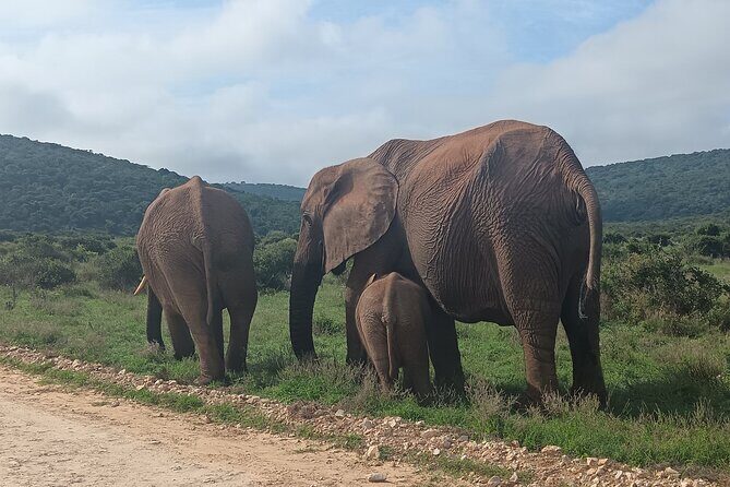 Port Elizabeth Addo Elephant National Park All Inclusive Safari - Addo Elephant safari from Port Elizabeth: why this 8-hour plan makes sense