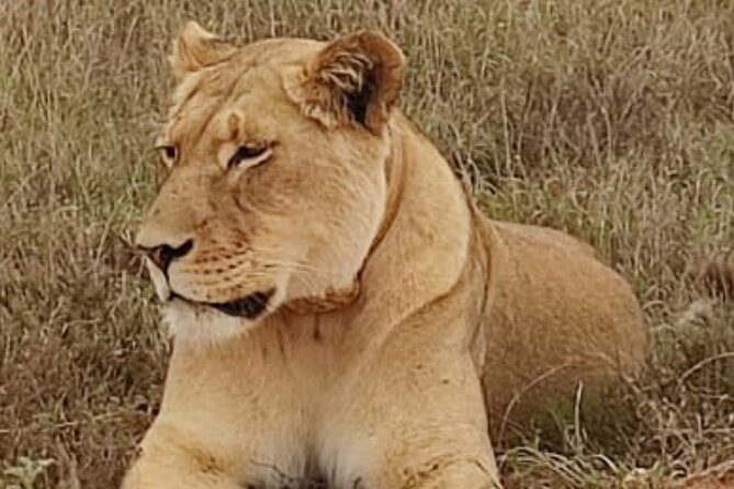 Port Elizabeth Addo Elephant National Park All Inclusive Safari - The game drive vibe: how spotting gets easier with binoculars + guidance