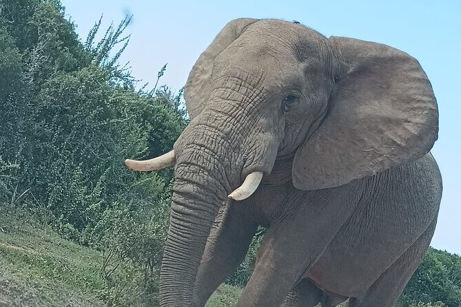 Port Elizabeth Addo Elephant National Park All Inclusive Safari - Food and comfort: lunch that keeps the safari going