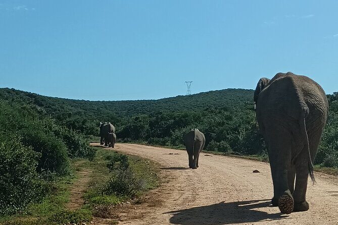 Port Elizabeth Addo Elephant National Park All Inclusive Safari - Who this safari fits best (and who might want a different day)