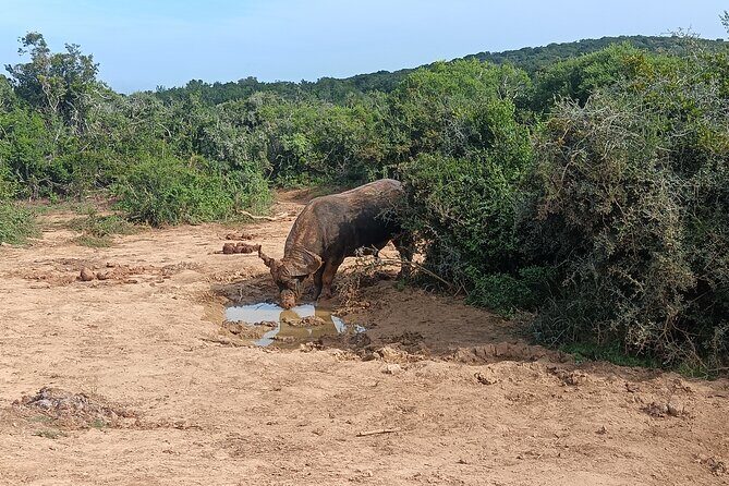 Port Elizabeth Addo Elephant National Park All Inclusive Safari - What’s actually included (and why it affects your value)