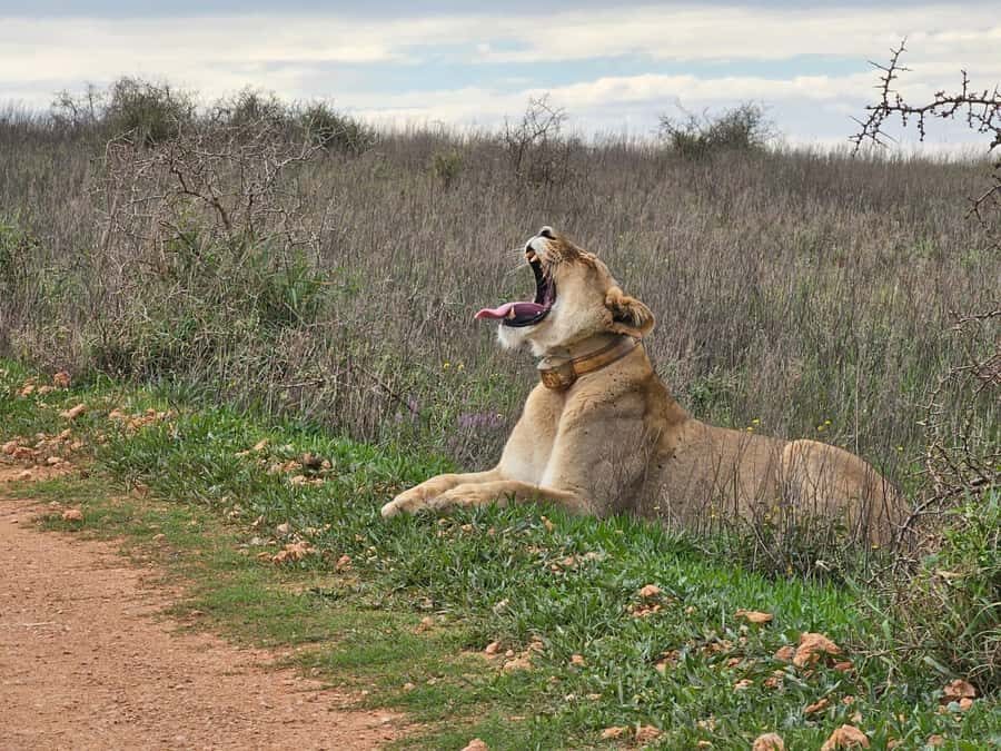 Port Elizabeth: Addo Elephant Park Shore Excursion & Safari - Tips to have a smoother day in Addo