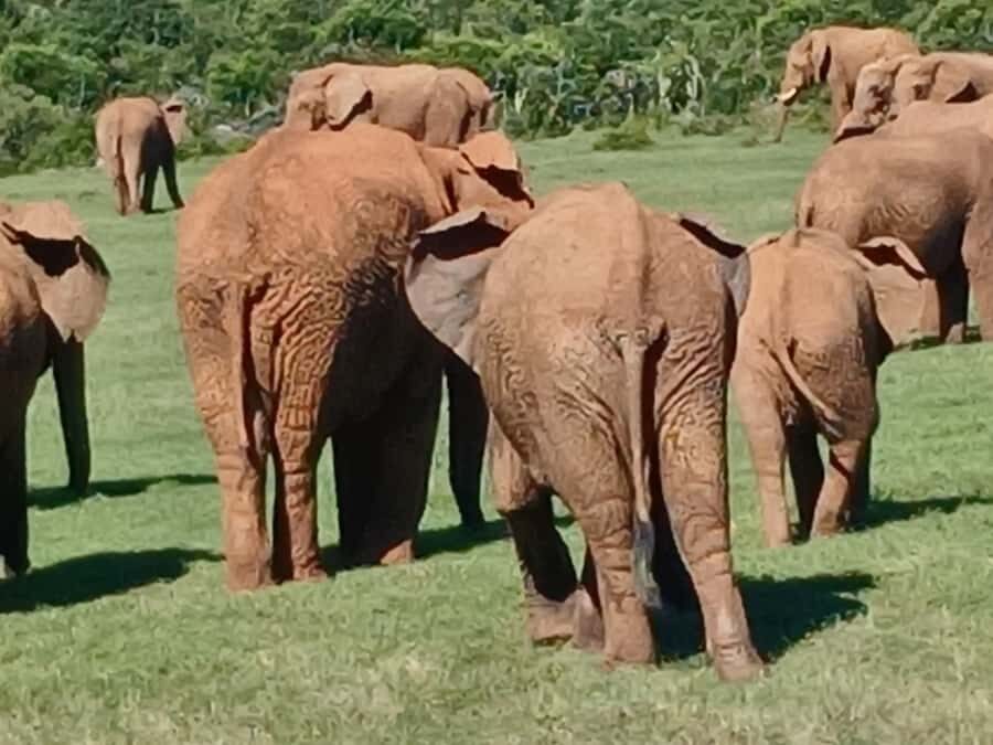 Port Elizabeth: Addo Elephant Park Shore Excursion & Safari - Second safari loop: more wildlife chances after lunch