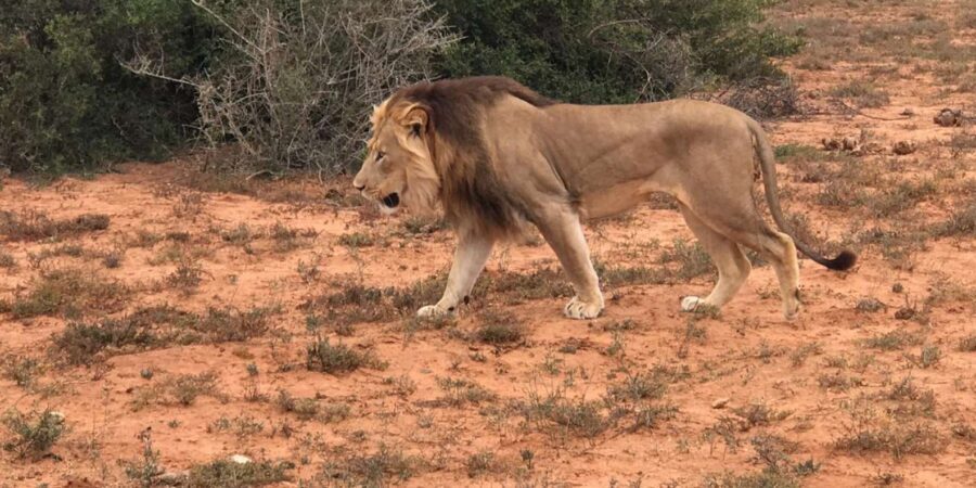 Port Elizabeth: Addo Elephant Park Shore Excursion & Safari - Price and value: is $159 a fair deal for Addo?