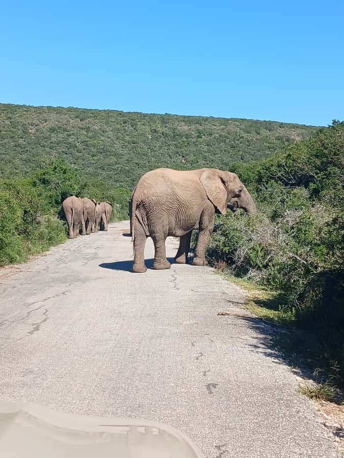 Port Elizabeth: Addo Elephant Park Shore Excursion & Safari - The guide and the vehicle: how much does it change your day?