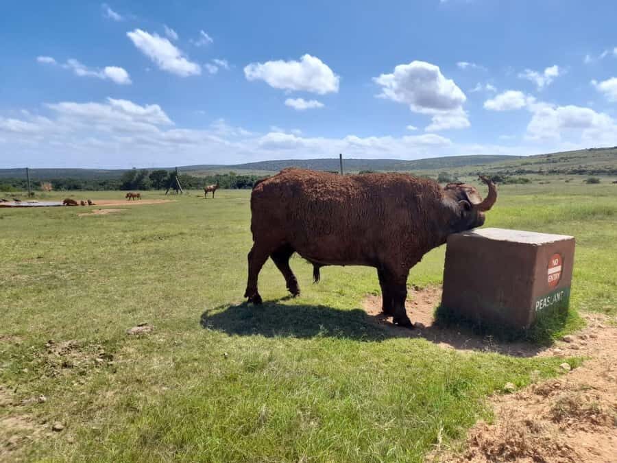 Port Elizabeth: Addo Elephant Park Shore Excursion & Safari - From Port Elizabeth to the Southern Gate: pickup, the drive, and why it matters