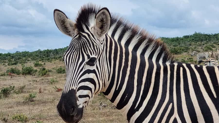 Port Elizabeth: Addo Park Safari with Giraffe Walk and Lunch - Key points at a glance