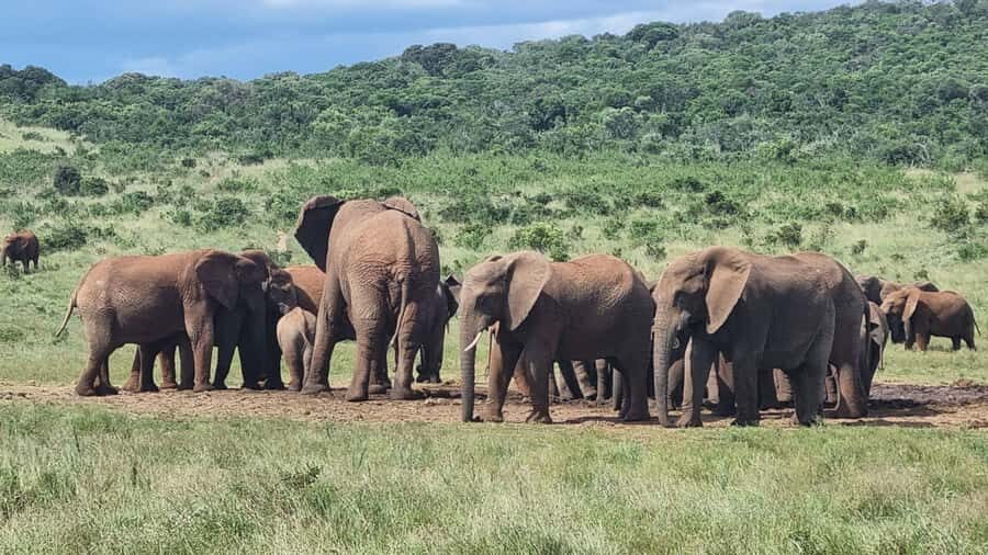 Port Elizabeth: Addo Park Safari with Giraffe Walk and Lunch - Addo and giraffes in one smooth 7-hour plan
