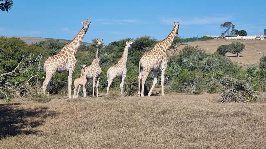 Port Elizabeth: Addo Park Safari with Giraffe Walk and Lunch - The safari ride: comfy vehicle, real viewing, and a guide who hunts sightings