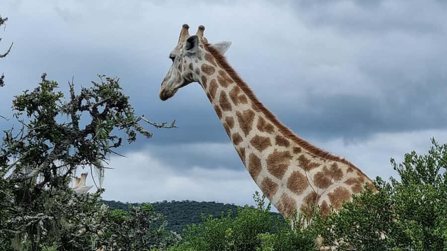 Port Elizabeth: Addo Park Safari with Giraffe Walk and Lunch - Inside Addo Elephant National Park: elephants first, Big Five chances in a malaria-free setting