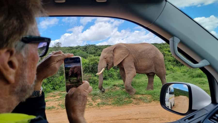 Port Elizabeth: Addo Park Safari with Giraffe Walk and Lunch - Packing tips that make the day easier (and more fun)