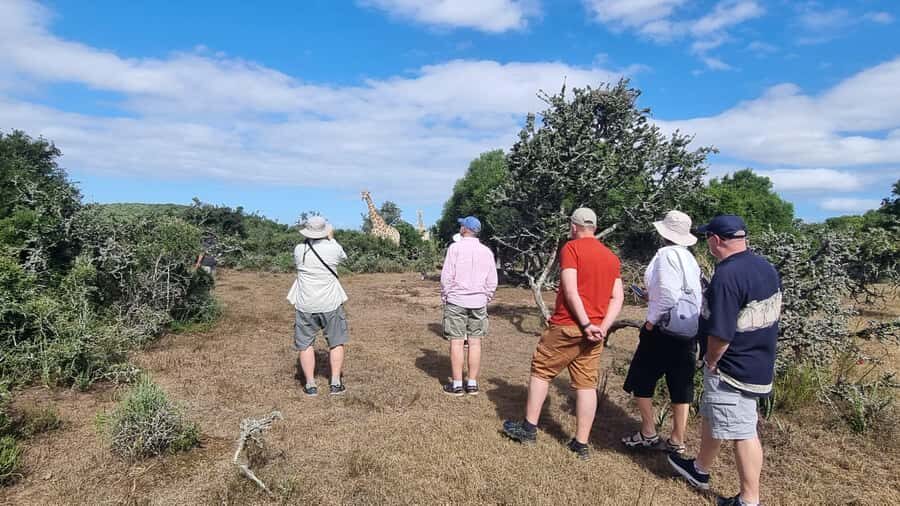 Port Elizabeth: Addo Park Safari with Giraffe Walk and Lunch - Where you start in Port Elizabeth (Gqeberha) and what the timing means