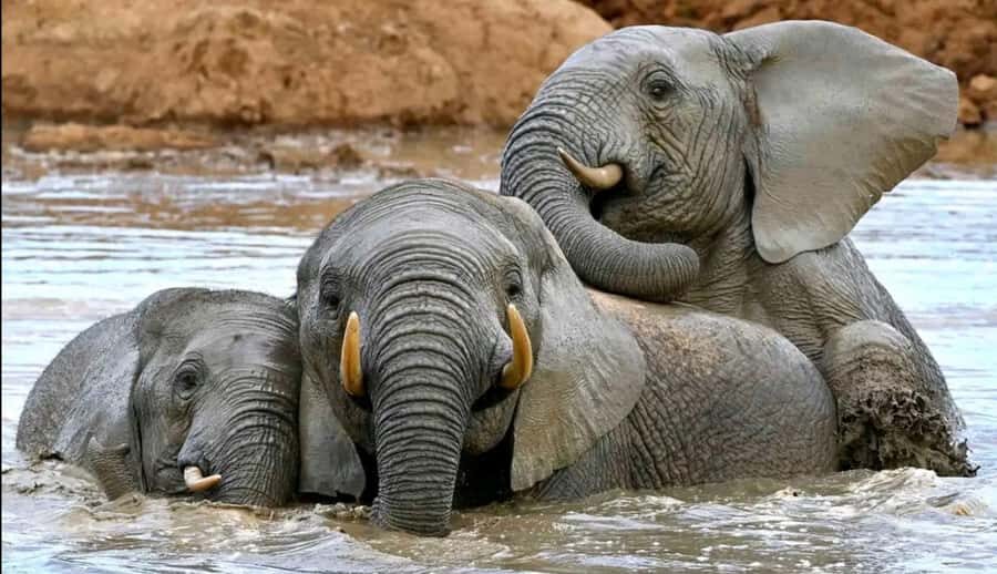 Port Elizabeth : Full-Day Addo Elephant Park Wildlife Tour - Key highlights worth planning for