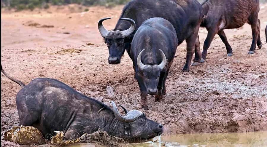 Port Elizabeth : Full-Day Addo Elephant Park Wildlife Tour - Who This Tour Suits Best (and Who Should Rethink It)