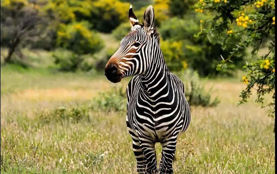 Port Elizabeth : Full-Day Addo Elephant Park Wildlife Tour - Addo From Port Elizabeth: Free Pickup and a Malaria-Free Safari Day