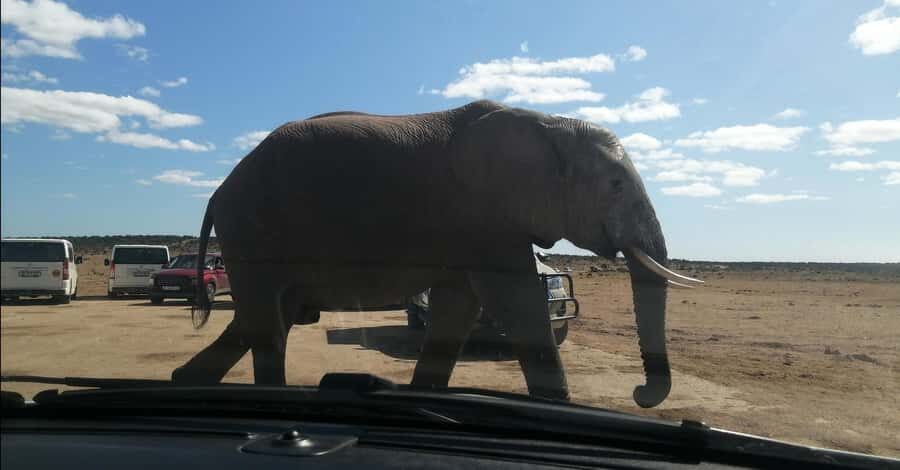 Port Elizabeth : Full-Day Addo Elephant Park Wildlife Tour - The Big Five in Reach: What You’ll Really Be Looking For