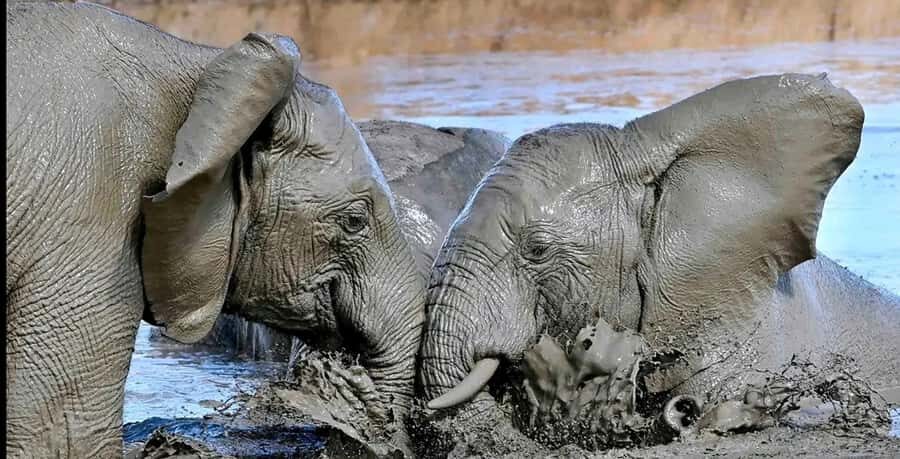 Port Elizabeth : Full-Day Addo Elephant Park Wildlife Tour - Game Drive Rhythm: Thicket to Plains, and Why It Helps